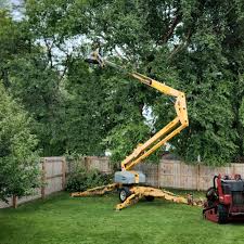 Best Tree Disease Treatment  in Citrus Heights, CA