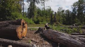 Professional Tree Care in Citrus Heights, CA