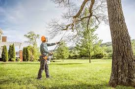 Best Arborist Consultation Services  in Citrus Heights, CA