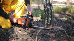 Best Tree Trimming and Pruning  in Citrus Heights, CA