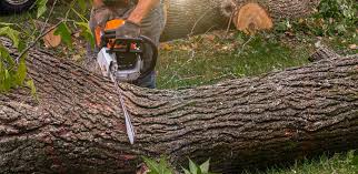 Best Soil Testing and Treatment  in Citrus Heights, CA