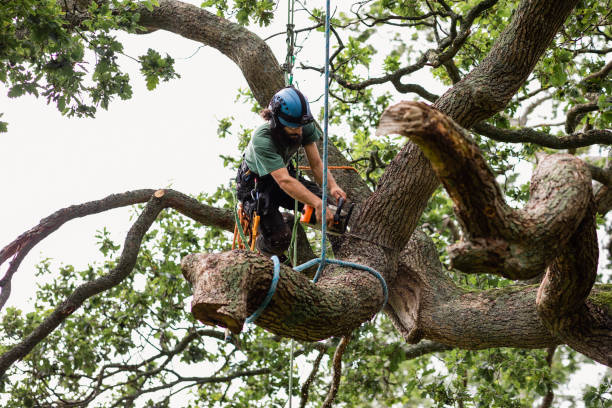 Best Tree Preservation Services  in Citrus Heights, CA