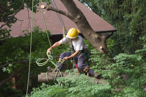 Best Emergency Tree Removal  in Citrus Heights, CA