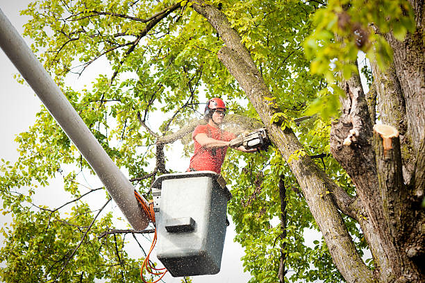Best Tree Maintenance Programs  in Citrus Heights, CA