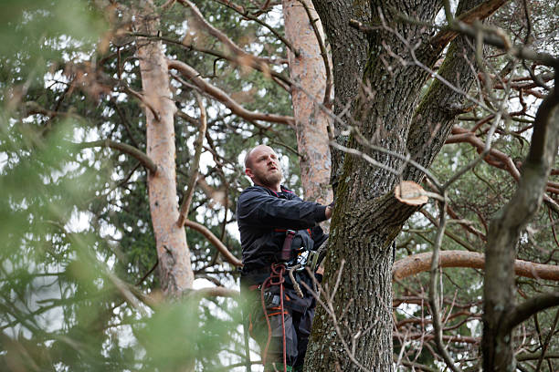 How Our Tree Care Process Works  in  Citrus Heights, CA