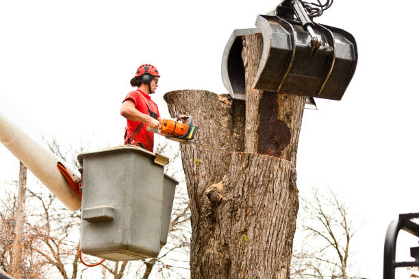 Best Root Management and Removal  in Citrus Heights, CA